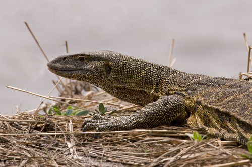 Nile Monitor / Nilwaran   (Klicken zum öffnen)