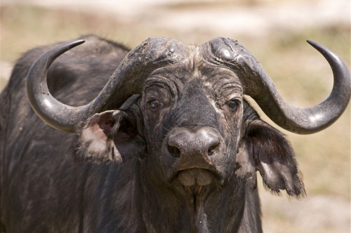 African Buffalo   (Klicken zum öffnen)