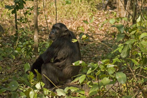 Schimpansenmutter   (Klicken zum öffnen)