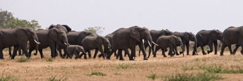 Elefantenherde auf dem Landingstrip der Katavi Lodge   (Klicken zum öffnen)