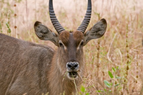 Wasserbock   (Klicken zum öffnen)