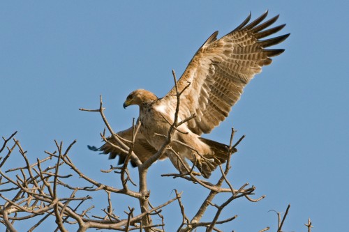 Black shouldered Kite / Gleitaar   (Klicken zum öffnen)