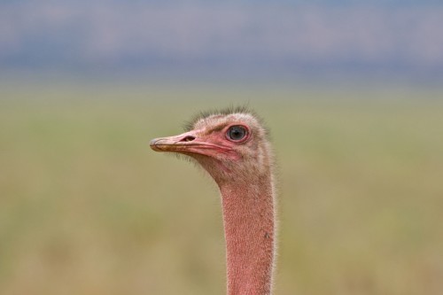 Ostrich / Strauss   (Klicken zum öffnen)