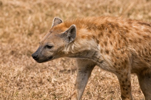 Spotted Hyena / Tüpfelhyäne   (Klicken zum öffnen)