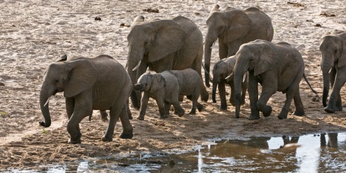 Elephant family   (Klicken zum öffnen)