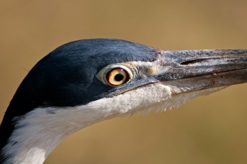 Black-headed Heron / Schwarzhalsreiher   (Klicken zum öffnen)