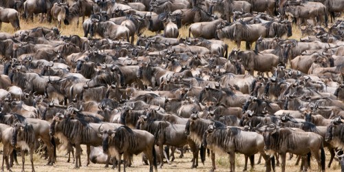 Die Zahl der Gnus in der Serengeti wird auf 1.3 Mio. geschätzt   (Klicken zum öffnen)