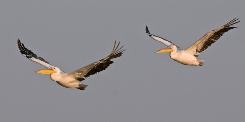 Paarflug   (Klicken zum öffnen)