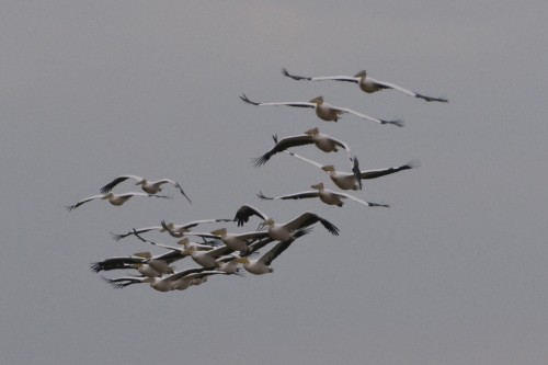 Pelikane im Anflug   (Klicken zum öffnen)