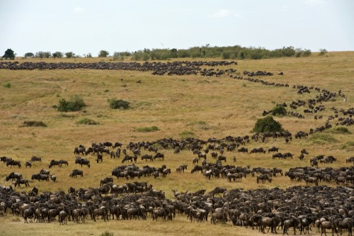 Gnus soweit das Auge reicht   (Klicken zum öffnen)