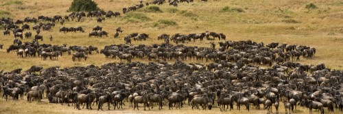 Gnu-Migration am Mara River   (Klicken zum öffnen)