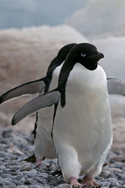 Adelie-Pinguine im Gleichschritt   (Klicken zum öffnen)