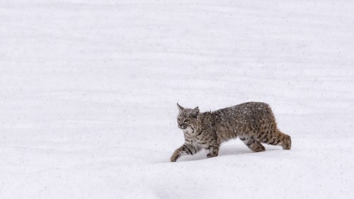 Kommt auch im tiefen Schnee gut voran   (Klicken zum öffnen)