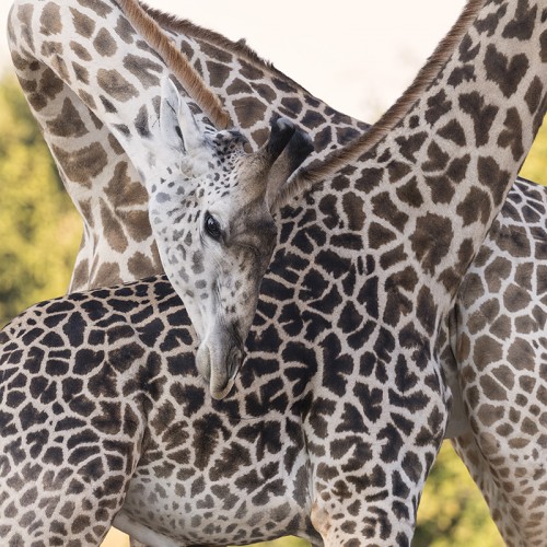 Flecktarnung: Thornicroft's giraffe   (Klicken zum öffnen)