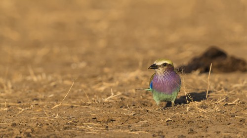 Lilac-breasted roller / Gabelracke   (Klicken zum öffnen)