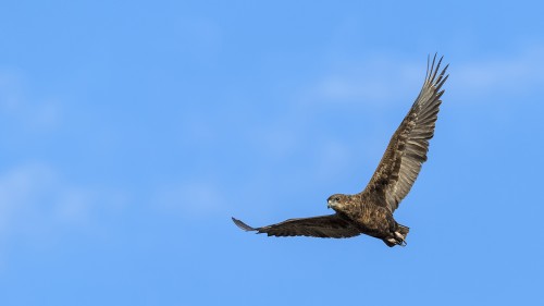 Snake-eagle / Schlangenadler   (Klicken zum öffnen)