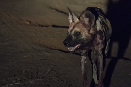 African wild dog / Wildhund. Das Rudel hat eben erst Beute gemacht.   (Klicken zum öffnen)