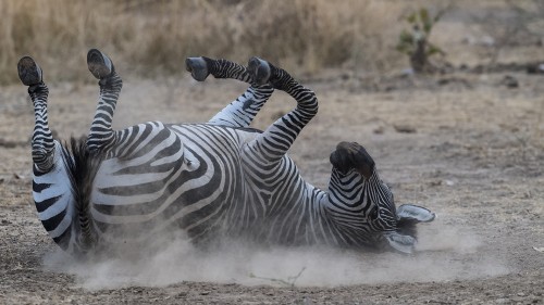Übermütiges junges Zebra   (Klicken zum öffnen)