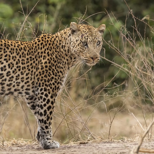 Dieser Leopard hatte ein verletztes Bein und war darum sehr scheu   (Klicken zum öffnen)