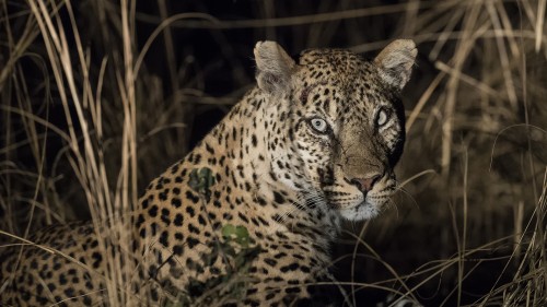 Leoparden sind auch nachts formidable Jäger   (Klicken zum öffnen)