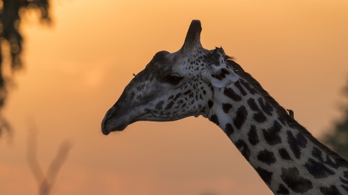 Giraffe mit Madenhackern im Abendlicht   (Klicken zum öffnen)