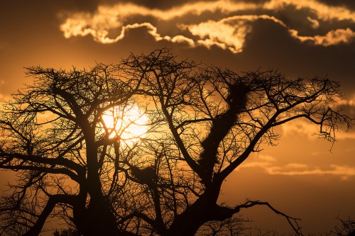 Sunset hinter Baobab   (Klicken zum öffnen)