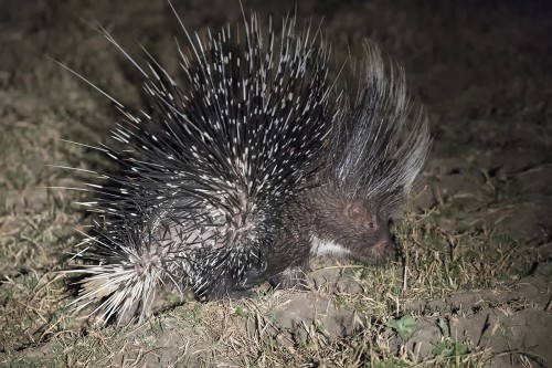 Porcupine / Stachelschwein. Einzelne Stacheln können bis zu 40cm lang werden.   (Klicken zum öffnen)