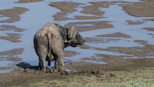 African Buffalo mit Sonnenschutz   (Klicken zum öffnen)