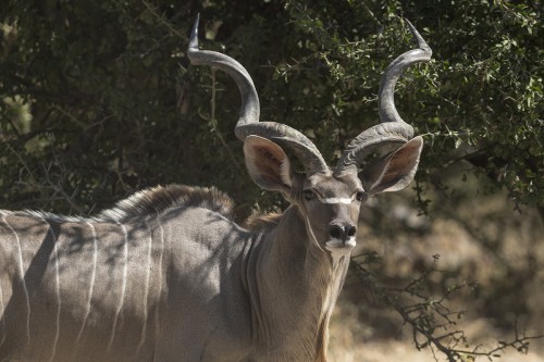 Greater kudu / Grosser Kudu. Die Antilope mit dem imposantesten Gehörn.   (Klicken zum öffnen)