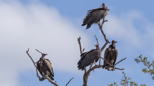 Hooded vulture / Kappengeier   (Klicken zum öffnen)