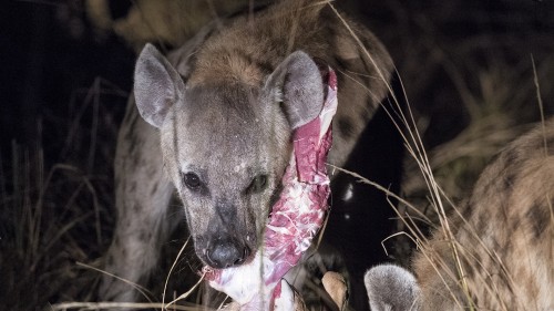 Zwei Hyänen haben dem Leo die Beute weggeschnappt   (Klicken zum öffnen)