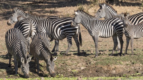 Zebras sind gesellige Tiere   (Klicken zum öffnen)