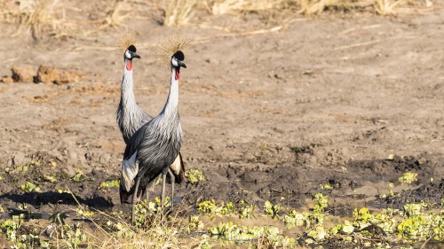 Crowned cranes / Kronenkraniche   (Klicken zum öffnen)