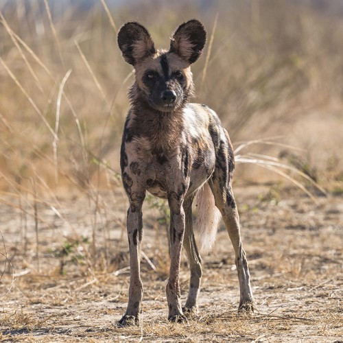 African wild dog / Wildhund   (Klicken zum öffnen)