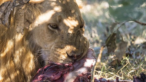 Löwe frisst Löwin (die vermutlich bei der Flussüberquerung von einem Krokodil getötet wurde)   (Klicken zum öffnen)