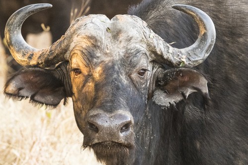 African buffalo / Kaffernbüffel, auch Schwarzbüffel, Afrikanischer Büffel oder Steppenbüffel genannt   (Klicken zum öffnen)