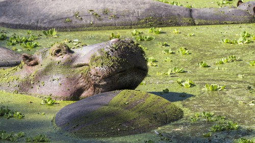 The green hippo   (Klicken zum öffnen)