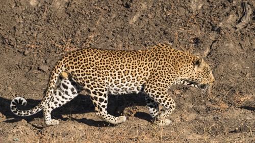 Männlicher Leopard, ca. 120 cm lang, Schulterhöhe ca. 75cm, Gewicht ca. 80 kg   (Klicken zum öffnen)