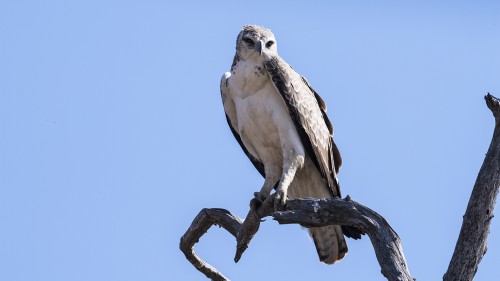 Black-shouldered Kite / Gleitaar   (Klicken zum öffnen)