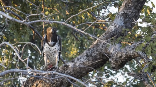 Martial eagle / Kampfadler   (Klicken zum öffnen)