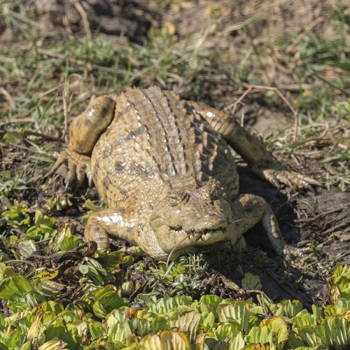 Nilkrokodil, direkter Nachfahre der Saurier   (Klicken zum öffnen)