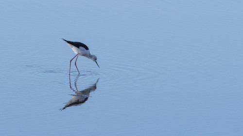 Perfekte Spiegelung: Black-winged stilt / Stelzenläufer    (Klicken zum öffnen)