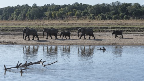 Elephant family   (Klicken zum öffnen)