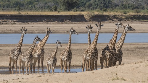 Giraffe family   (Klicken zum öffnen)