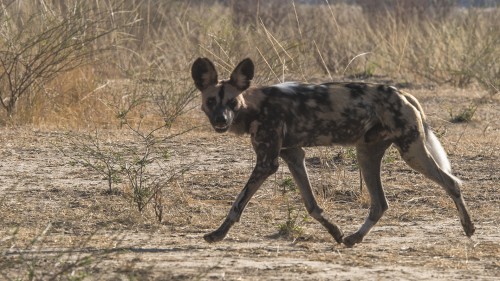 African wild dog / Wildhund   (Klicken zum öffnen)