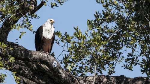 African fish-eagle / Fischadler   (Klicken zum öffnen)