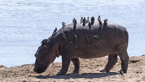 Hippo mit Wellnesabo   (Klicken zum öffnen)