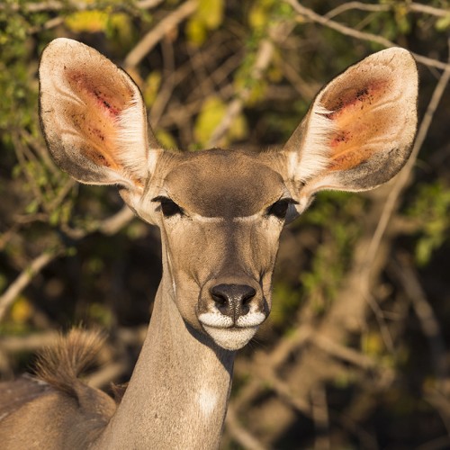 Kudus haben auffällig grosse Ohren   (Klicken zum öffnen)