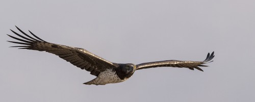 Martial eagle / Kampfadler; der grösste Adler, der in Sambia anzutreffen ist   (Klicken zum öffnen)