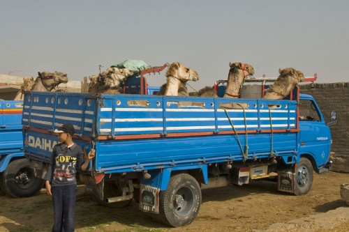 Die übliche Art, gekaufte Kamele zu transportieren   (Klicken zum öffnen)